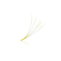 yellow lash fans