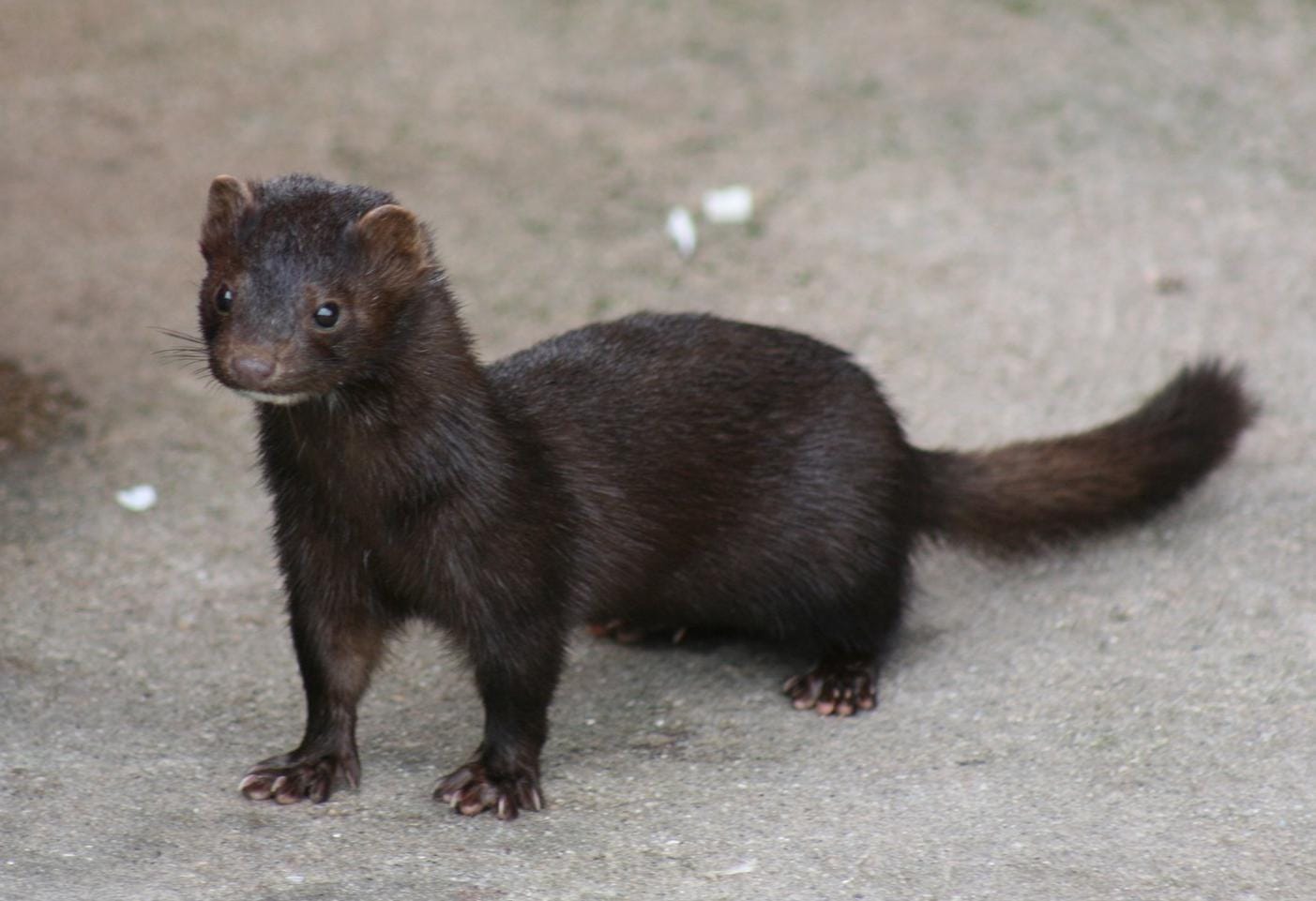 american-mink